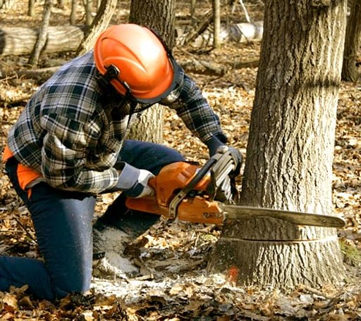 Tree Removal in Logan, IL